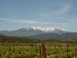 Magnificent-vineyard-in-AOP-Cotes-du-Roussillon-Aspres-and-Muscat-de-Rivesaltes