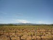 Magnificent-vineyard-in-AOP-Cotes-du-Roussillon-Aspres-and-Muscat-de-Rivesaltes