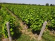 Vignes-AOP-Saint-Amour