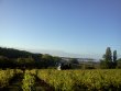 Vend-Domaine-Viticole-Bio-en-Dordogne