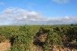 DOMAINE-AT-THE-DOORS-OF-PERPIGNAN-IN-AOP-ANDPGI