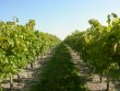 PAR-QUATUOR-VIGNOBLES-Domaine-de-65-hectares-de-vignes-dont-55-hectares-en-fermage