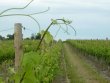 PAR-QUATUOR-VIGNOBLES-Domaine-de-65-hectares-de-vignes-dont-55-hectares-en-fermage
