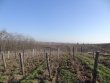 VENDU-VIGNES-EN-AOP-CHENAS
