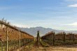 DOMAINE-ARGENTIN-DEXCEPTION-VENTE-SAN-RAFAEL