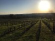 Domaine-de-24-hectares-avec-Chateau-en-AOC-Bordeaux-Superieur
