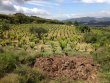 CENTENAIRES-EN-AGRICULTURE-eCOLOGIQUE-a-VENDRE-EN-NAVARRA-ESPAGNEGARNACHA-VARIETY-