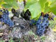 CENTENAIRES-EN-AGRICULTURE-eCOLOGIQUE-a-VENDRE-EN-NAVARRA-ESPAGNEGARNACHA-VARIETY-