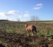 CENTENAIRES-EN-AGRICULTURE-eCOLOGIQUE-a-VENDRE-EN-NAVARRA-ESPAGNEGARNACHA-VARIETY-