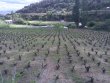 CENTENAIRES-EN-AGRICULTURE-eCOLOGIQUE-a-VENDRE-EN-NAVARRA-ESPAGNEGARNACHA-VARIETY-