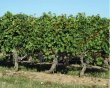 Propriete-viticole-de-28-hectares-en-AOC-Medoc