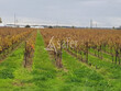 EXPLOITATION-VITICOLE-en-AOP-Muscat-de-Saint-Jean-de-Minervois