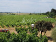 EXPLOITATION-VITICOLE-en-AOP-Muscat-de-Saint-Jean-de-Minervois