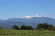 Domaine-Viticole-AOP-Cotes-du-Roussillon-