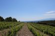 Domaine-Viticole-AOP-Cotes-du-Roussillon-