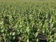 Champagne--Vignes