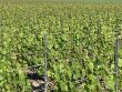 Champagne--Vignes