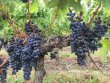 Propriete-viticole-de-5-hectares-en-AOC-Saint-emilion