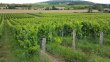 VENDU-RARE-OPPORTUNITE-DACHAT-INVESTISSEUR-EN-AOP-MACON-BLANC-Certifie-AGRICULTURE-BIOLOGIQUE