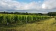 VENDU-RARE-OPPORTUNITE-DACHAT-INVESTISSEUR-EN-AOP-MACON-BLANC-Certifie-AGRICULTURE-BIOLOGIQUE