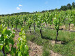 668-ha-de-vignes-en-AOC-Saint-Mont