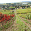 viticole-en-AOC-Bordeaux