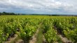 VENDU-VIGNES-EN-AOP-MORGON