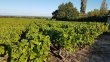 VENDU-VIGNES-EN-AOP-MORGON