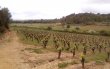 Vignoble-BIO-de-950-ha-AOP-Saint-Chinian-et-Coteaux-du-Languedoc