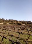 Vignoble-BIO-de-950-ha-AOP-Saint-Chinian-et-Coteaux-du-Languedoc