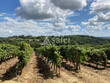 668-ha-de-vignes-en-AOC-Saint-Mont