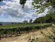 668-ha-de-vignes-en-AOC-Saint-Mont