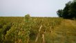 Vignoble-familial-denviron-33-ha-en-AOC-Bordeaux-Entre-Deux-Mers