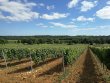 COGNAC-Vignes-terre-batiment-dexploitation-maisons-et-materiel