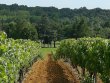 COGNAC-17-hectares-de-vignes-en-Petite-Champagne