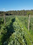 DOMAINE-VITICOLE-de-4176-hectares-EN-BIO-dans-le-Minervois-