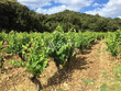 Vignoble-bio-35-ha-AOP-Cotes-du-Rhone-et-Cotes-du-Rhone-Village