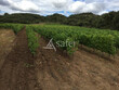 Vignoble-bio-35-ha-AOP-Cotes-du-Rhone-et-Cotes-du-Rhone-Village