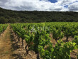 Vignoble-bio-35-ha-AOP-Cotes-du-Rhone-et-Cotes-du-Rhone-Village