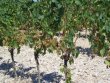 VIGNES-BIO