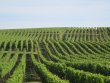 EN-2023-par-QUATUOR-VIGNOBLES-ANJOU-Domaine-fonctionnel-sur-18ha-en-AOP