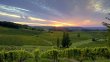 Beau-vignoble-en-Dordogne