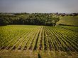 104-acre-Wine-Estate-South-of-Bordeaux--high-yields-and-diversification