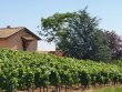 VENDU-MOULIN-a-VENT-AOP-RARE-CUVAGE-VIGNES