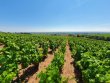 SOLD-RARE--CUVAGE-VINEYARD-MOULIN-A-VENT-AOP