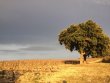 Vente-dun-lot-de-84-hectares-de-vignes-en-AOP-duche-dUzes