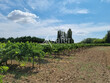 Propriete-viticole-de-7ha-proche-de-Beziers