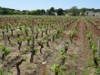 Petite-propriete-viticole-de-438-ha-en-AOC-Haut-Medoc