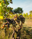 Vignes-en-fermage-dans-le-Sauternais-
