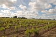 A-vendre-propriete-viticole-de-caractere-de-28-ha-dun-seul-tenant